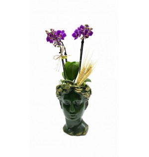 Helen Saksıda Mini Orkide(Yeşil)